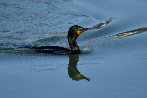 Cormoran à oreilles — Bild 1