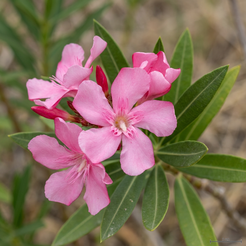 laurier-rose