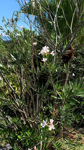 laurier-rose — Bild 3