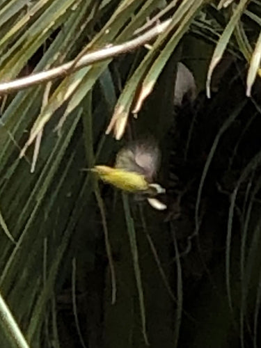 Souimanga olive — photo 1 sur 8