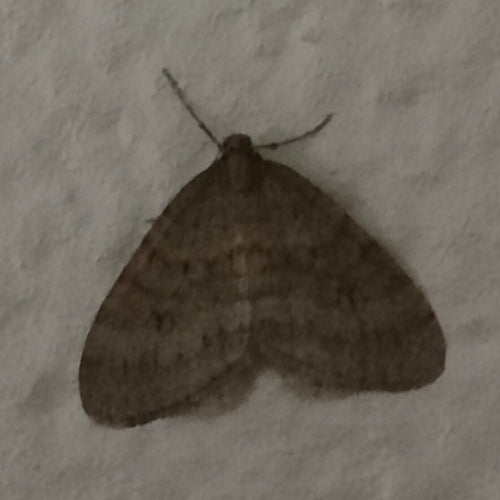 Opéraphtère Brumata — Bild 2