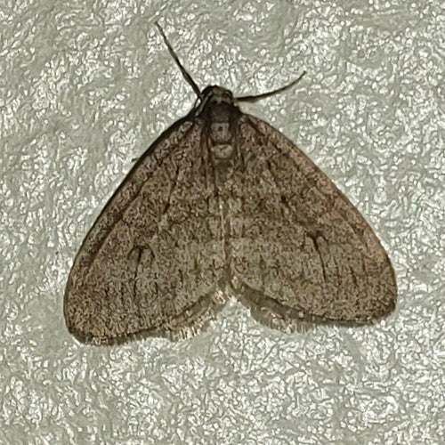Opéraphtère Brumata — Bild 3