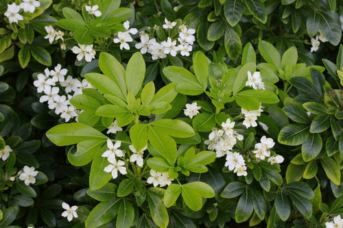 Fleur d'oranger — Bild 5