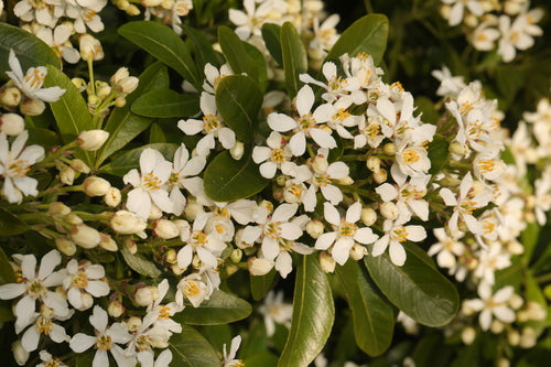 Fleur d'oranger — Bild 3