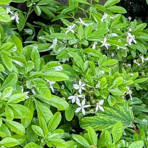 Fleur d'oranger — Bild 1