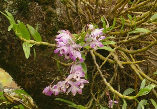 Orchidées — Bild 2