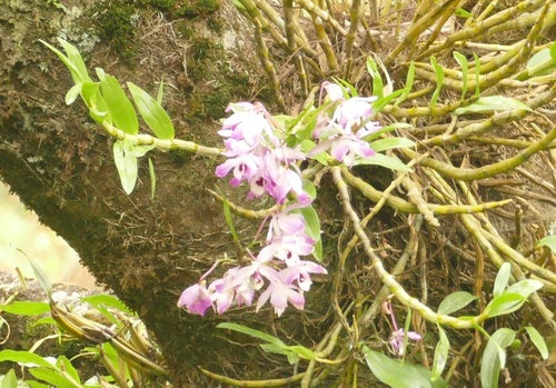 Orchidées — Bild 1