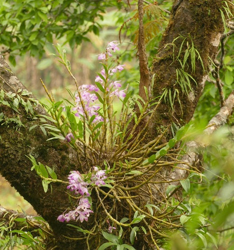 Orchidées — Bild 3