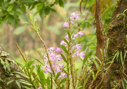 Orchidées — Bild 4