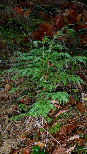 Cyprès d'Oregon — Bild 3