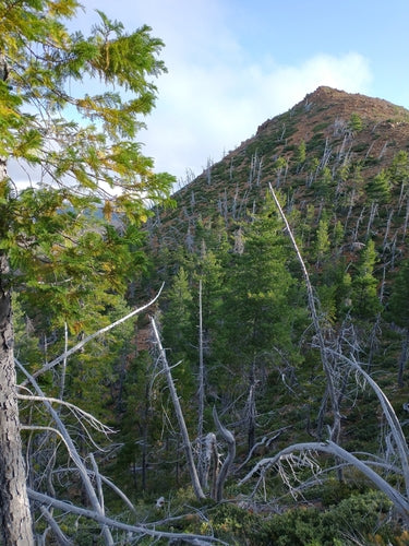 Cyprès d'Oregon — Bild 5