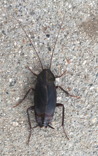 Blatte orientale — Bild 2