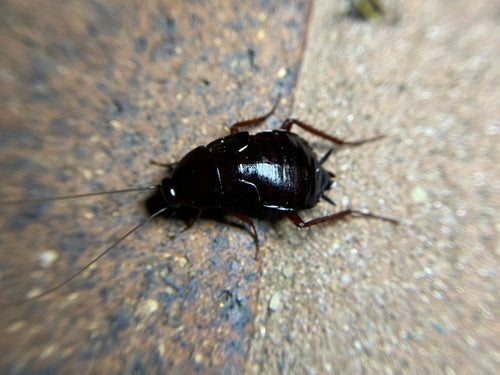Blatte orientale — Bild 5