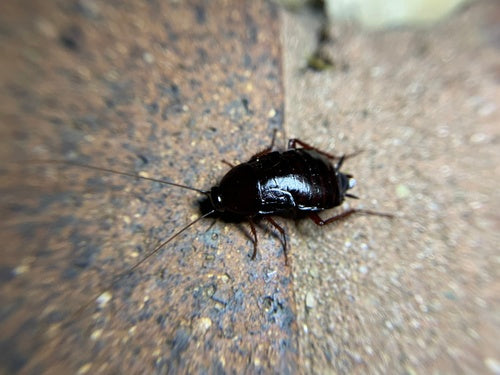 Blatte orientale — Bild 4