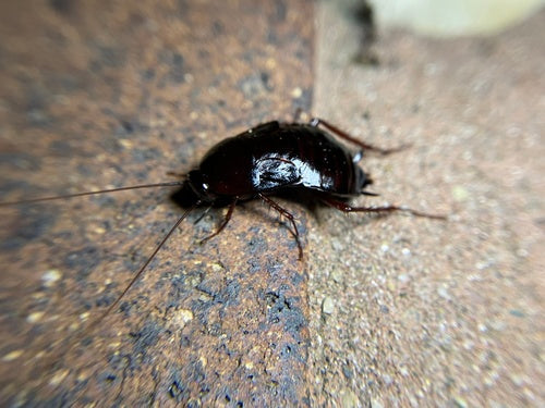Blatte orientale — Bild 3