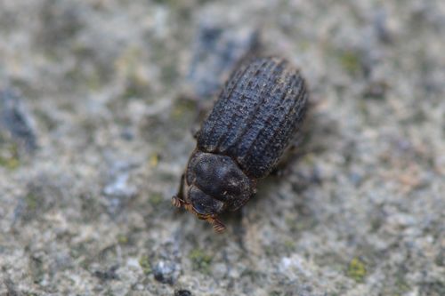 Otiorhynchus Scaber — photo 5 sur 8