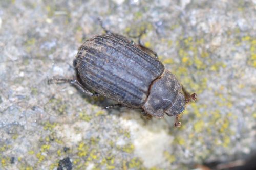 Otiorhynchus Scaber — photo 3 sur 8