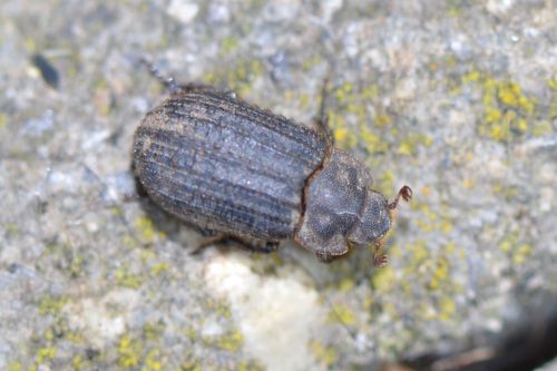 Otiorhynchus Scaber — photo 4 sur 8