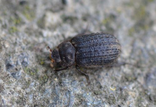 Otiorhynchus Scaber — photo 2 sur 8