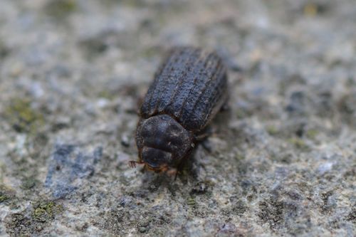 Otiorhynchus Scaber — photo 1 sur 8