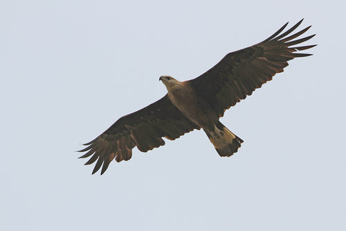 Aigle de Palasse — photo 1 sur 2