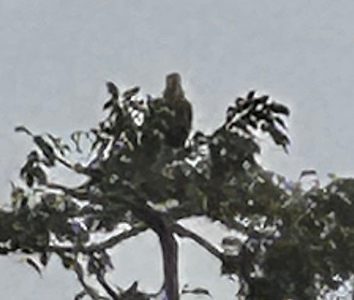Aigle de Palasse — photo 2 sur 2