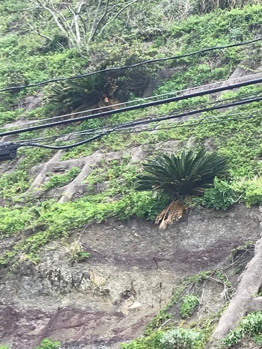 Cycas — Bild 2