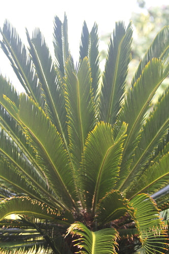 Cycas — Bild 5