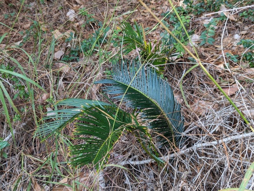 Cycas — Bild 4