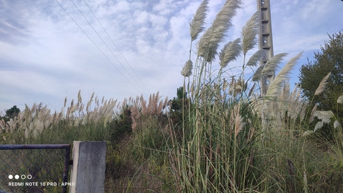 Herbe de la pampa — Bild 5