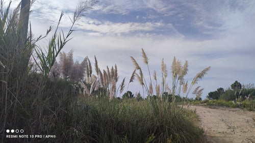 Herbe de la pampa — Bild 4