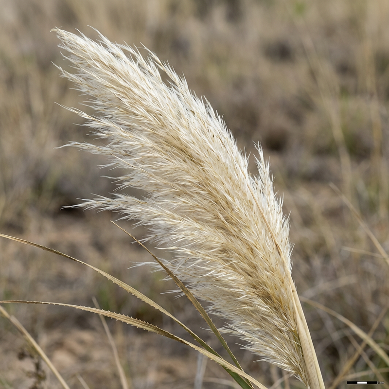 Herbe de la pampa