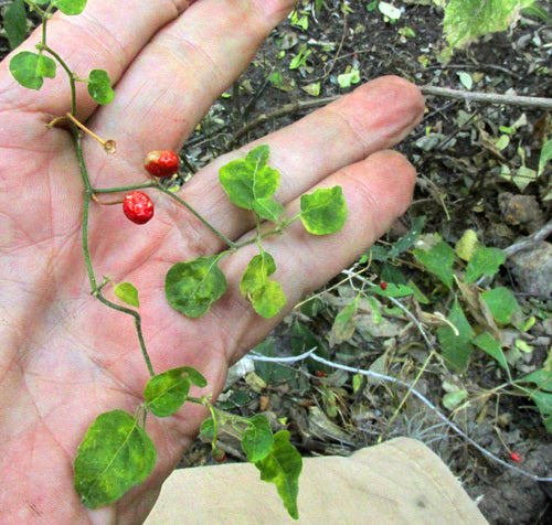 paprika — Bild 2