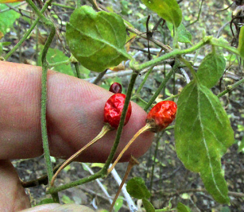 paprika — Bild 3