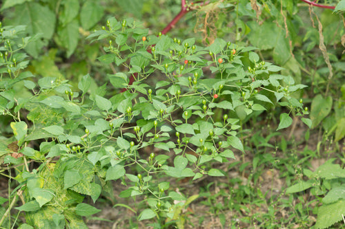 paprika — photo 2 sur 9
