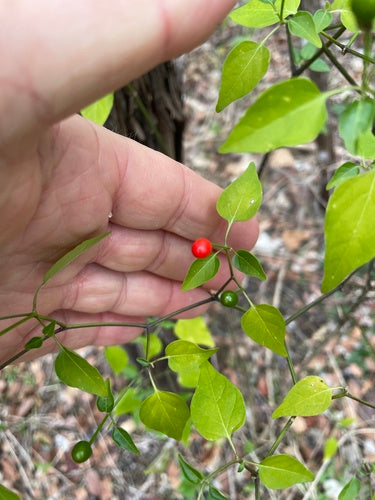 paprika — photo 4 sur 9