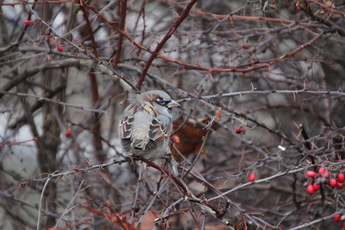 Passer domestique — Bild 5