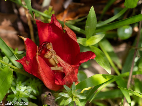 Passiflore — photo 2 sur 8