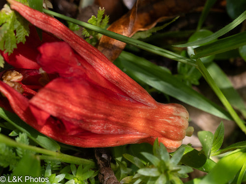 Passiflore — photo 1 sur 8