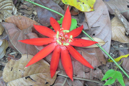 Passiflore — photo 3 sur 8