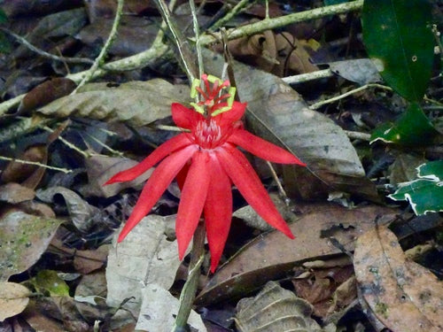 Passiflore — photo 4 sur 8