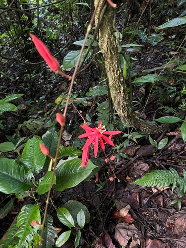 Passiflore — photo 5 sur 8