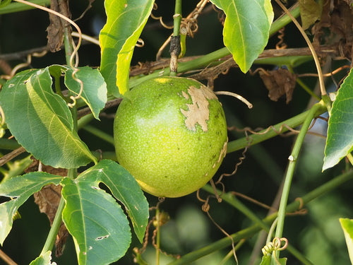 Fruit de la passion — Bild 4