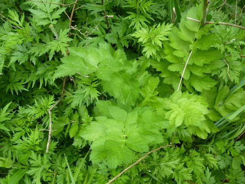 Panais — Bild 4