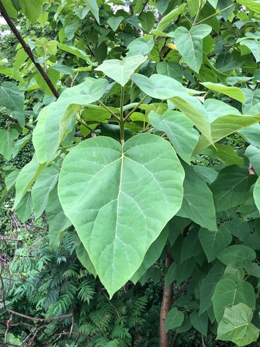 Naturaufnahme - Bild 6