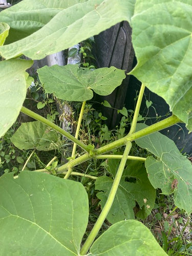 Paulownia — Bild 3