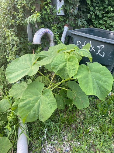 Paulownia — Bild 4