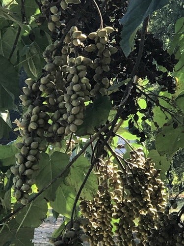 Naturaufnahme - Bild 4