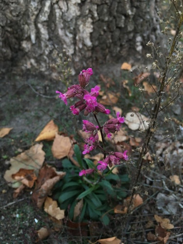 Pechnelke — photo 1 sur 8