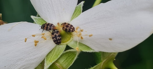 Coléoptère de la fourrure — Bild 5